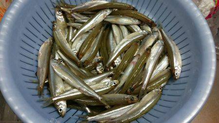 余呉湖ワカサギ釣行！