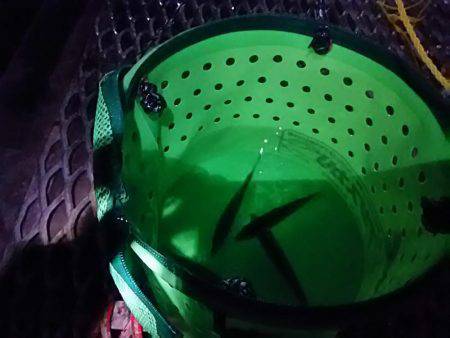 小アジ夕方じあいに入れ食い