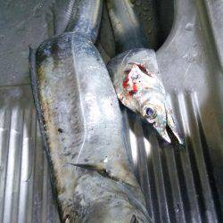 ドラゴンを求めて4