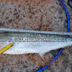 まだまだ青物狙い！