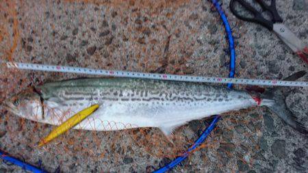 まだまだ青物狙い！