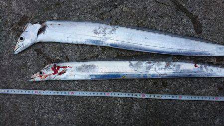 朝マヅメ、ミノーでタチウオ