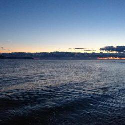 サーフシーバス