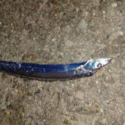 もう終わりかな