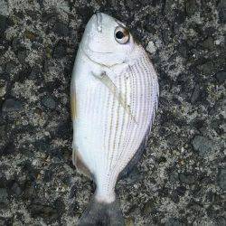 日中にまったりと