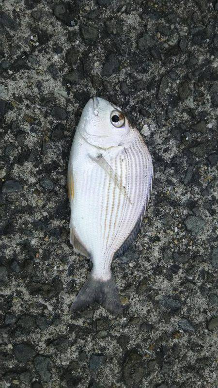 日中にまったりと