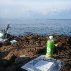 朝まずめ狙いでのアオリイカ