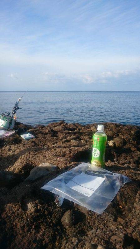 朝まずめ狙いでのアオリイカ