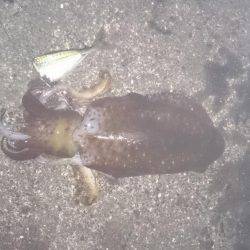 夜中から朝まずめまで