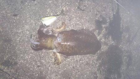 夜中から朝まずめまで