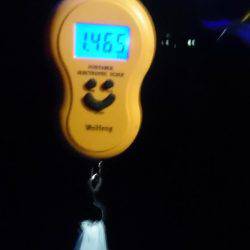 デカイアオリイカ狙いで行って来ました。