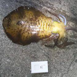 夕方まずめ狙いで！