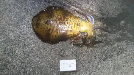 夕方まずめ狙いで！