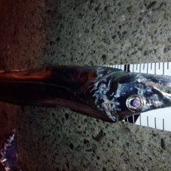 今シーズン最大111センチ。