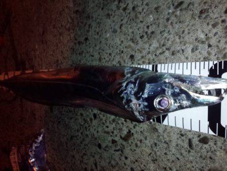 今シーズン最大111センチ。