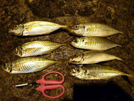 敦賀アジングゲーム