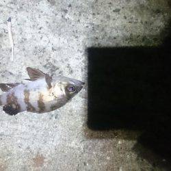 久しぶりにロック。