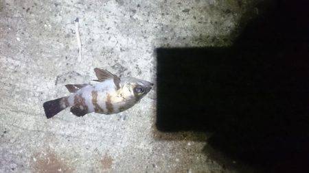 久しぶりにロック。