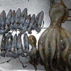 ヒイカエギング