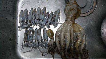 ヒイカエギング