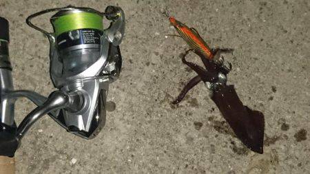 ヒイカエギング