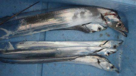 タチウオエサ釣り