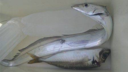 タチウオサビキ