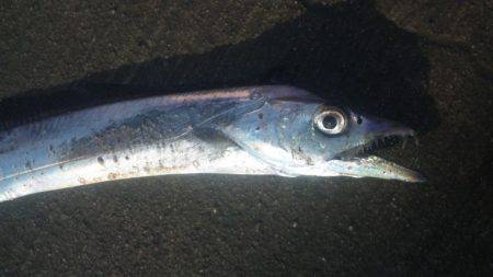 久しぶりに釣りに