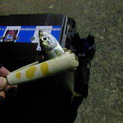 翌晩のプラクティスに試し釣り♪