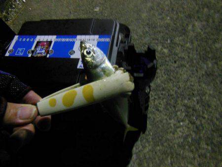 翌晩のプラクティスに試し釣り♪