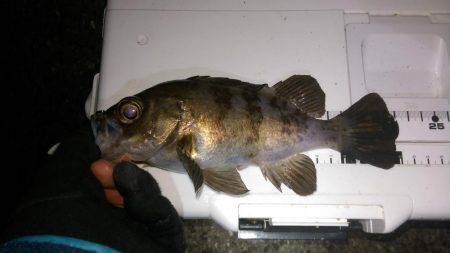 ロックフィッシュ調査