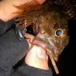 ロックフィッシュ調査