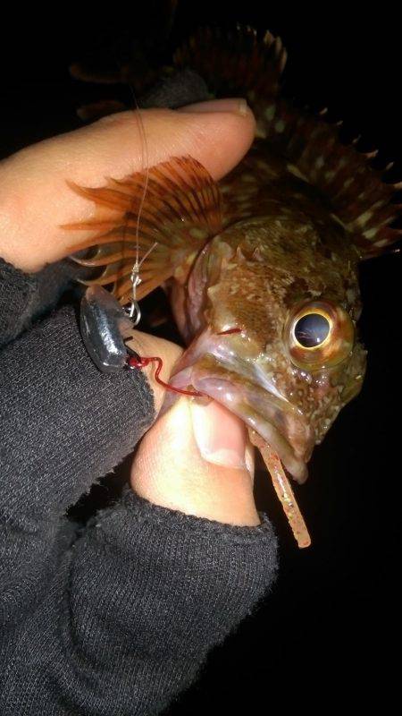 ロックフィッシュ調査