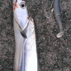 跳ねるサゴシ、そして…