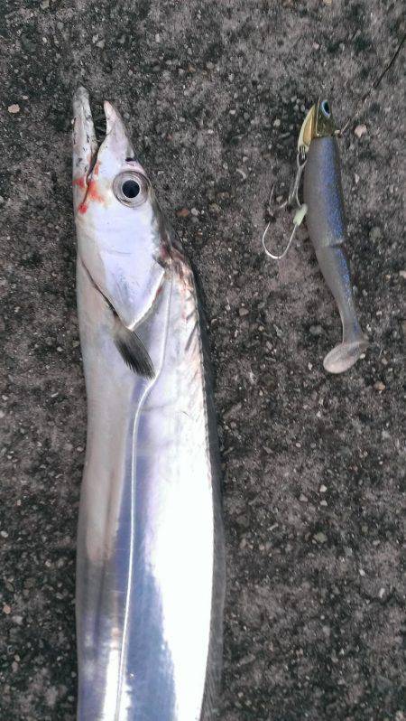 跳ねるサゴシ、そして…