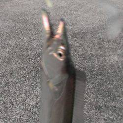 今季一番の釣果