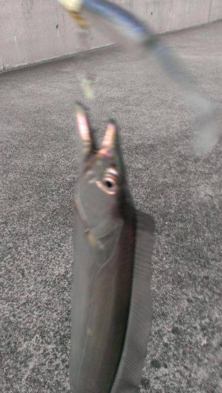 今季一番の釣果