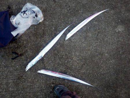 久しぶりのタチウオ