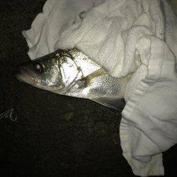 連夜のセイゴ遊び