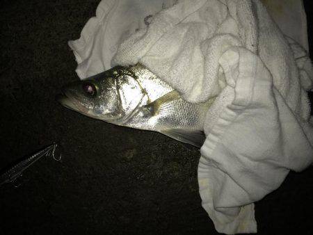 連夜のセイゴ遊び