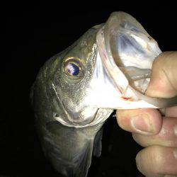 今夜もセイゴ！