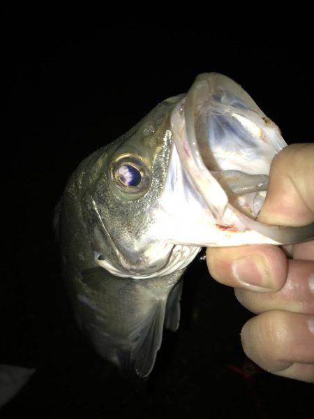 今夜もセイゴ！