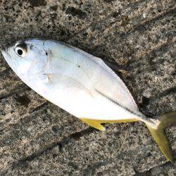 今日はメッキ調査