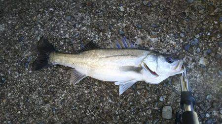 荒れ模様後のシーバス