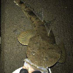 今夜はマゴチ鍋 和歌山県 富田川河口 フラットフィッシュ マゴチ 陸っぱり 釣り 魚釣り 釣果情報サイト カンパリ