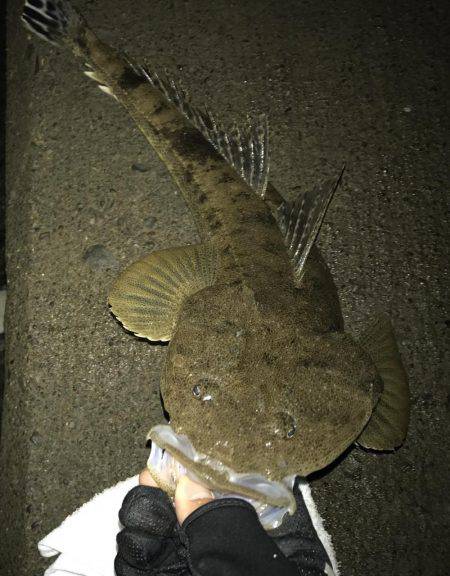 今夜はマゴチ鍋！