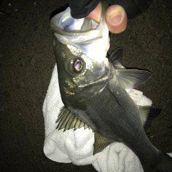 今夜もセイゴ！