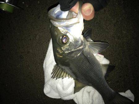 今夜もセイゴ！