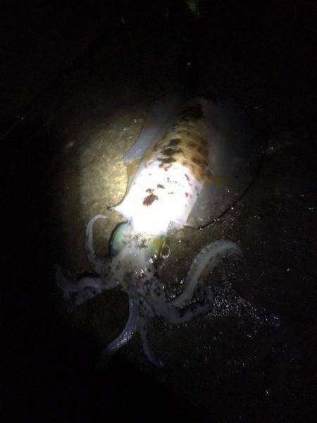 毎回コウイカ笑笑