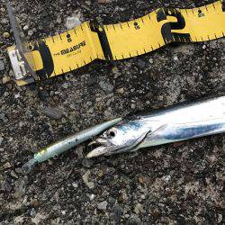 激渋の中での貴重な1匹